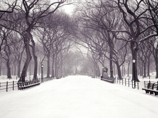 Snowy park benches trees winter - david park free wallpaper