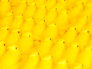 Yellow birds group sitting row - a black dot free wallpaper