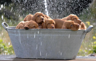 Dogs bucket water spraying group - kodachrome free wallpaper
