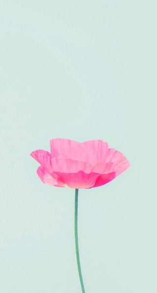 Pink flower vase tabletop blue - a table top free wallpaper for mobile