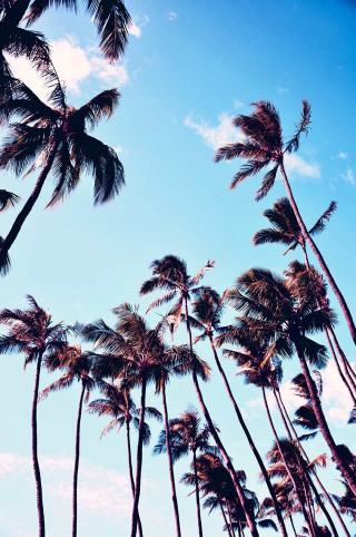 Palm trees blowing wind sunny - free beach wallpaper for mobile