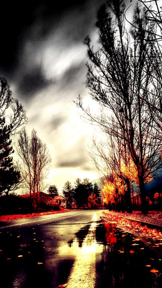 Street puddle trees leaves background - a street free wallpaper for mobile