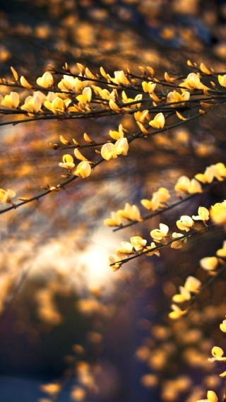 Yellow flowers sunlight tree branch - leaf free wallpaper for mobile