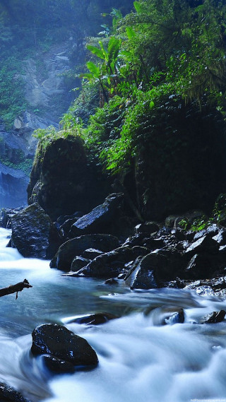 River flowing lush green forest 8 - free nature wallpaper