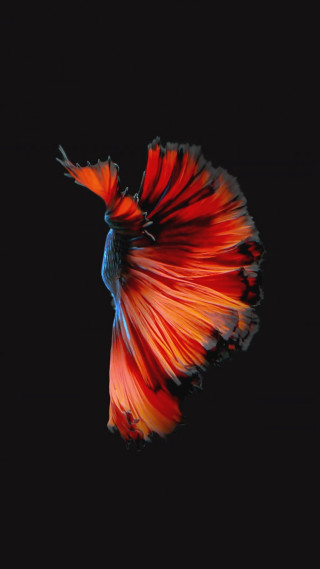 Red blue fish floating dark - amano free wallpaper for mobile