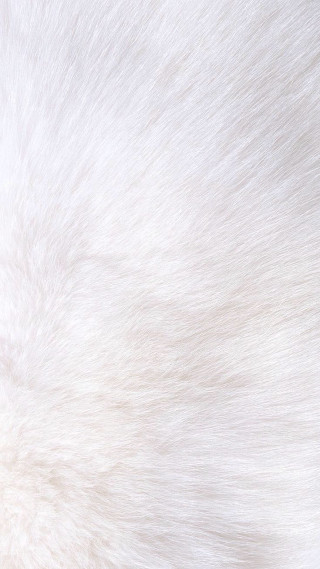White fur black background white - free dogs wallpaper for mobile
