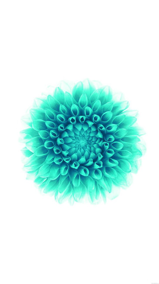 Blue flower white background image - a green center free wallpaper for mobile
