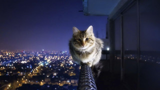 Cat sitting building night city - symmetric free wallpaper