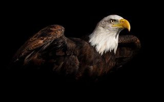 Bald eagle black background detailed 2 - a bald eagle free wallpaper