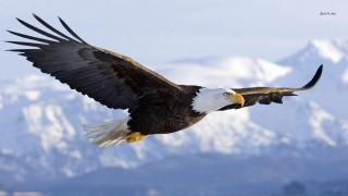 Bald eagle flying mountain range 6 - over a mountain range free wallpaper