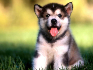 Puppy sitting grass tongue out - furry free wallpaper