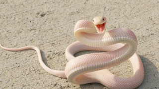 Snake mouth open tongue out 6 - tongue free wallpaper for desktop