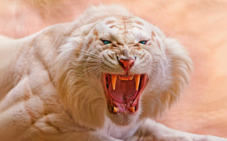White tiger mouth open teeth 2 - a white tiger free wallpaper