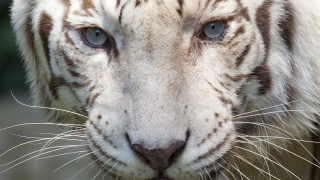 White tiger blue eyes looking - a white tiger free wallpaper