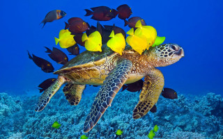 Turtle swimming ocean fish corals - fish and corals free wallpaper