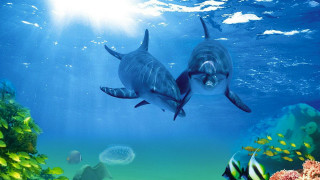Dolphins swimming ocean jellyfish nearby - underwater free wallpaper for desktop