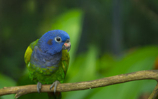 Blue green bird forest branch - the background and a blurry background free wallpaper
