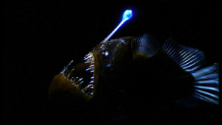 Fish toothbrush dark light head - a toothbrush free wallpaper for desktop