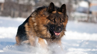 Dog running through snow wintertime 4 - expressionism free wallpaper