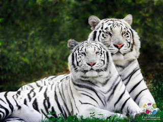 Two white tigers laying grass 5 - the grass together free wallpaper