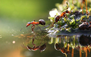Ants walking wet surface water - drop of water free wallpaper for desktop