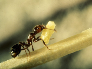 Antler ant eating fruit sunlight - a piece of fruit free wallpaper for desktop