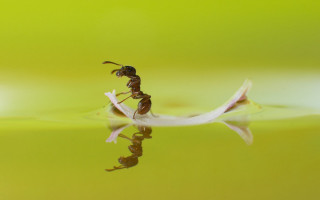 Ant anteater flower water reflection - anthony s waters free wallpaper