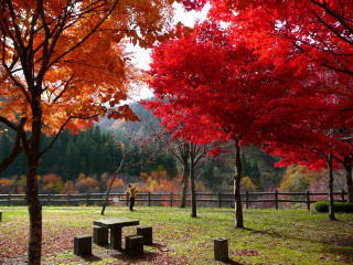 Park bench red leaves person - choi buk free wallpaper
