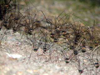 Small brown bugs rock forest - tiny free wallpaper for desktop