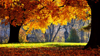Park trees leaves bench yellow 2 - yellow leaf free wallpaper