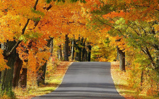 Autumn road trees yellow orange - a road free wallpaper