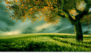 Tree field cloudy sky green - a green field free wallpaper for desktop