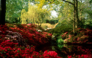 Lush stream forest flowers trees - the bank free wallpaper