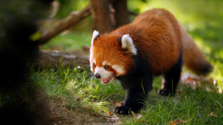 Red panda walking grassy field - a grassy area free wallpaper