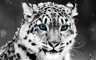 Snow leopard blue eyes snow 4 - a snow leopard free wallpaper