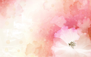 Pink white flower background bubbles - a white center free wallpaper