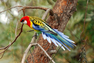 Colorful bird forest branch vibrant - vibrant free wallpaper