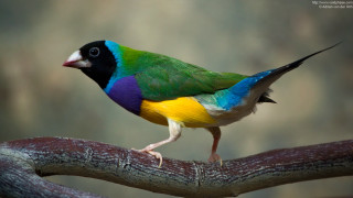 Colorful bird perched branch blurred - clovis trouille free wallpaper