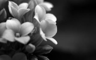 Black white flowers bloom blurry 2 - ambient occlusion free wallpaper