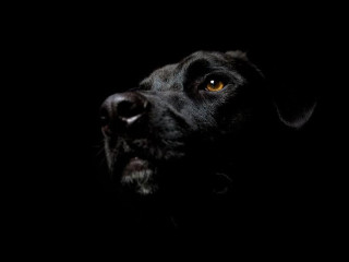 Black dog yellow eye looking 4 - chiaroscuro free wallpaper