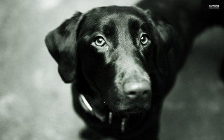 Black dog collar sad look - a collar free wallpaper