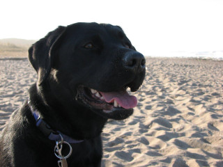 Black dog beach ocean person - a sandy beach next free wallpaper