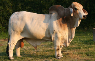 Large white cow green field - a forest of trees free wallpaper