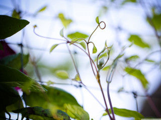 Green leaves sky clouds vines - vine free wallpaper for desktop