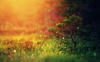 Small tree grassy field sunshine - nature free wallpaper