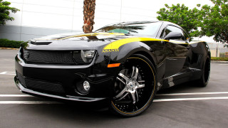 Black yellow car parking palm - a palm tree in the background free wallpaper for desktop