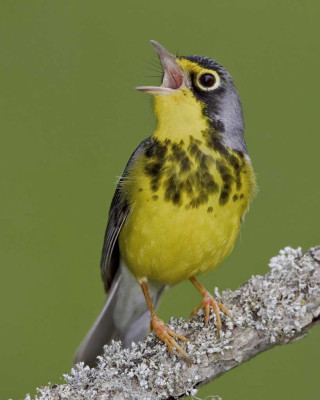 Yellow bird chica macnab green - free bird wallpaper for mobile