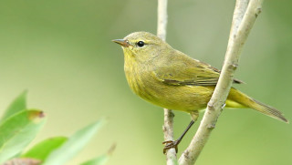 Small yellow bird tree branch - a green background behind free wallpaper