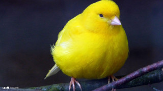Yellow bird branch dark background - massurrealism free wallpaper