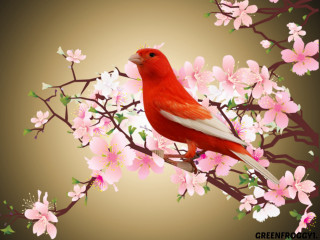 Red bird branch pink flowers - a red bird free wallpaper